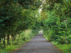 How Urban Green Spaces Contribute to Biodiversity and Improve Human Health