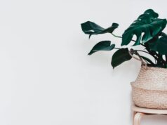 Discover Your Ideal Houseplant: 10 Choices to Suit Any Lifestyle