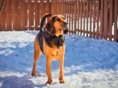 Endangered Paws: 9 Dog Breeds Slowly Disappearing